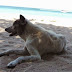バリ島　犬に噛まれるケース、1日に100～120件！