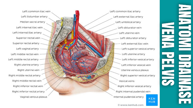 Anatomi Drainase Vena Pelvis Pada Manusia Pembuluh darah panggul mengalirkan darah terdeoksigenasi dan mengembalikannya ke jantung. Ada tiga pembuluh darah utama yang terlibat dalam drainase vena panggul - vena iliaka eksternal, vena iliaka internal dan vena iliaka umum atau common (ini sesuai dengan arteri panggul utama).  Vena Iliaca Eksternal Vena iliaka eksternal merupakan kelanjutan dari vena femoralis (pembuluh utama yang mengalirkan ekstremitas bawah), timbul ketika vena femoralis menyilang di bawah ligamentum inguinalis. Ini naik sepanjang aspek medial arteri iliaka eksternal, sebelum bergabung dengan vena iliaka internal untuk membentuk vena iliaka umum atau common.  Selama perjalanan singkatnya, vena iliaka eksterna menerima vena epigastrika inferior dan vena iliaka sirkumfleksa profunda.  Vena Iliaca Internal Vena iliaka interna bertanggung jawab atas sebagian besar drainase vena pelvis, dan menerima banyak cabang dari vena-vena yang mengalirkan regio pelvis. Ini terbentuk di dekat foramen skiatik yang lebih besar, naik ke anterior ke sendi sakroiliaka, sebelum bergabung dengan vena iliaka eksternal untuk membentuk vena iliaka komunis.  Dengan pengecualian vena iliolumbar (yang bermuara ke iliaka komunis), anak-anak sungai dari vena iliaka interna berhubungan dengan cabang-cabang arteri iliaka interna. Ini menerima darah vena dari :  Vena Glutealis Superior dan Inferior Mengalirkan bokong dan paha atas. Vena Pudenda Interna Mengalirkan organ reproduksi dan sebagian rektum (melalui vena rektal inferior). Vena Obturator Vena Sakral Lateral Mengalirkan sebagian sakrum. Vena Dubur Tengah atau Middle Rectal Mengalirkan kandung kemih, prostat (hanya pada pria), dan sebagian rektum. Vena Vesikalis Mengalirkan kandung kemih melalui pleksus vena vesikalis. Uterus dan Vena Vagina Mengalirkan organ reproduksi wanita melalui pleksus vena vagina dan uterus.    Vena Iliaca Umum atau Common Vena iliaka komunis dibentuk di tepi atas simfisis pubis oleh penyatuan vena iliaka eksternal dan internal. Ia menerima dua anak sungai tambahan :  Vena Iliolumbar Mengalirkan vertebra L4 dan L5, dan otot iliopsoas. Vena Sakralis Tengah Mengalirkan sebagian sakrum.  Vena iliaka komunis kiri dan kanan bergabung di L5 menjadi vena cava inferior, yang bermuara di aspek inferior atrium kanan.    Nah itu dia bahasa dari anatomi drainase vena pelvis pada manusia. Melalui bahasan diatas bisa diketahui mengenai anatomi drainase vena pelvis pada manusia. Mungkin hanya itu yang bisa disampaikan di dalam artikel ini, mohon maaf bila terjadi kesalahan di dalam penulisan, dan terimakasih telah membaca artikel ini."God Bless and Protect Us"  Referensi : teachmeanatomy.info