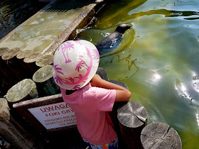 Dolina Charlotty - Strzelinko - Mini ZOO - Ogród Bajek Dolina Charlotty - ZOO Charlotta - Fokarium Dolina Charlotty - podróże z dzieckiem - wakacje z dzieckiem - ostoja żubra - ZOO w Słupsku 