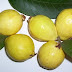Guova,amrud,guava is very beneficial,guava leaves are very useful which helps us to keep healthy.