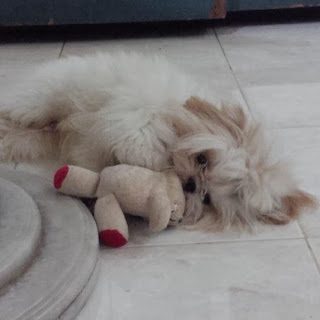 Really cute puppy picture of dog playing with toy