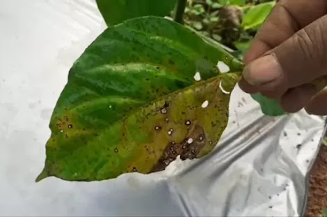 Penyebab Bercak Daun Pada Tanaman Cabe