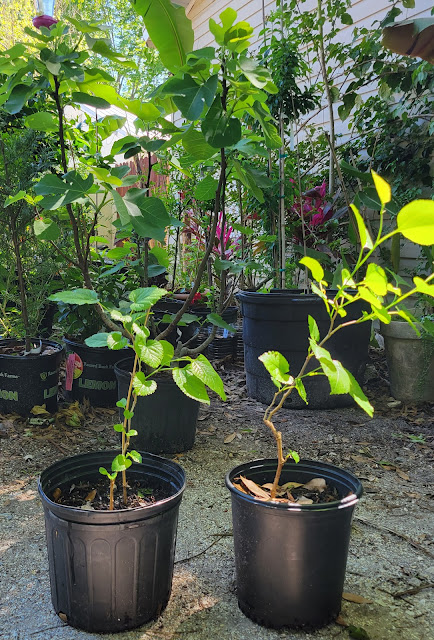 How to grow mulberry from cuttings