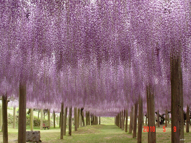 O fantástico túnel de flores Glicínias