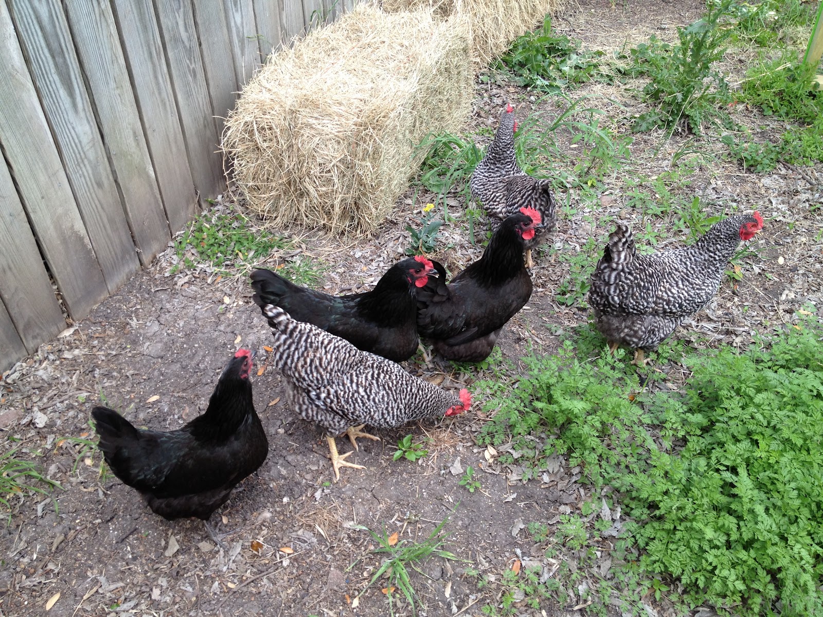 Spike Speaks: Lay Ladies, Lay... Lay Your Little Eggs Upon My Hay