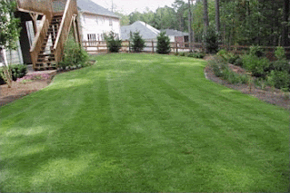 fertilize zoysia,fertilizer zoysia,recommended fertilizer for zoysia grass,best fertilizer for zoysia grass in florida,best lawn fertilizer for zoysia grass,zoysia grass fertilization,zoysia grass fertilizing,fertilizing zoysia,fall fertilizer for zoysia grass,best weed and feed for zoysia,fertilizer for zoysia,best fertilizer for zoysia grass,zoysia fertilizer,zoysia grass fertilizer,fertilizer for zoysia grass,zoysia fertilization,best fertilizer for zoysia,fertilizers for zoysia grass