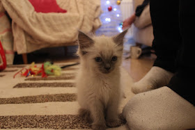 Ragdoll kitten