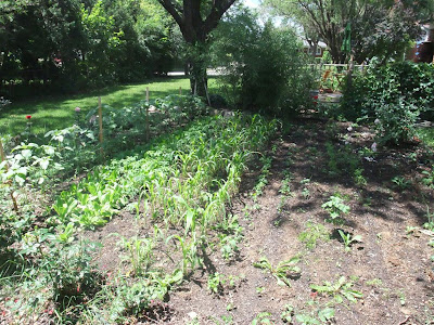 backyard garden michigan, corn, carrots, peppers, sunflowers