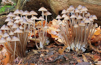 Could it be any clearer why they are called "bonnet" mushroom?