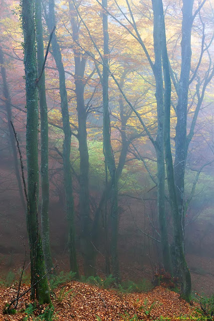 Hayedo, otoño y niebla