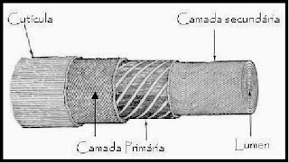 Morfologia da fibra de Algodão