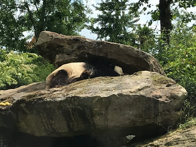 Zoo de beauval panda geant