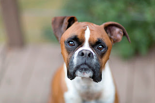 Boxer (dog)