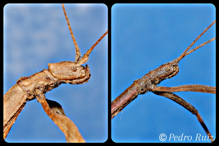 Detalle de la cabeza de una hembra y un macho de Hypocyrtus ornatissimus