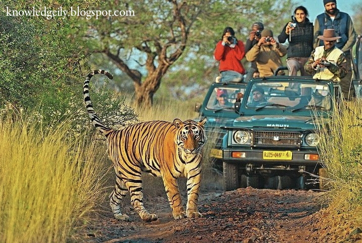 Pench National Park