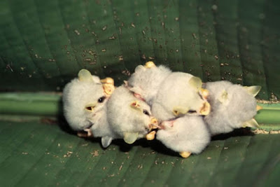 The Adorable Honduran White Bats Seen On www.coolpicturegallery.net