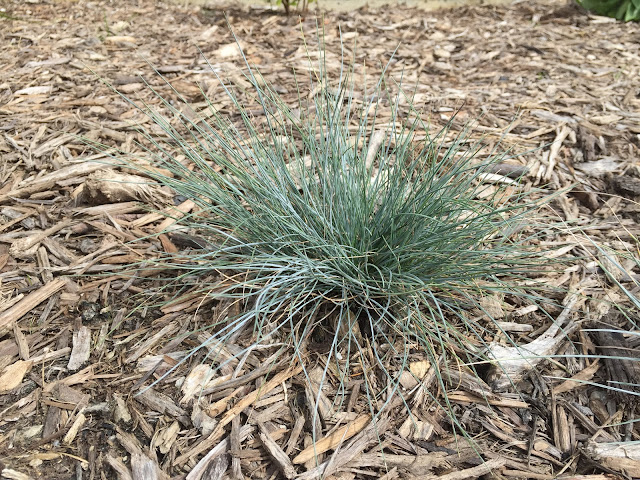 blue fescue grown from seeds