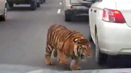 Escaped Tiger Causes Panic on Busy Highway After it Was Spotted Moving Between Cars (Video)