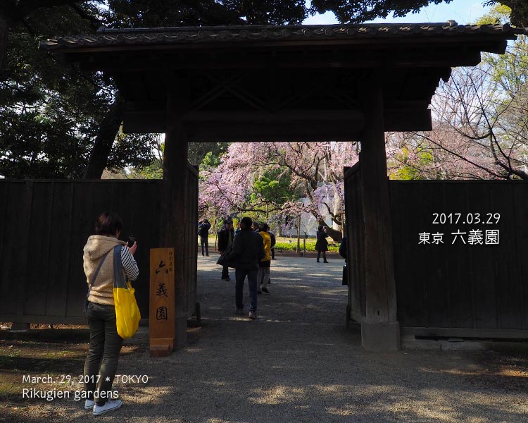 六義園のしだれ桜