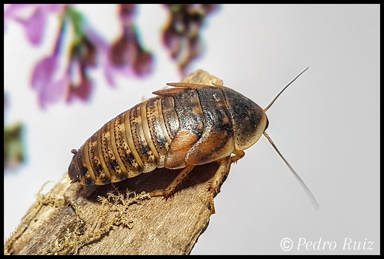 Macho subadulto de Blaptica dubia