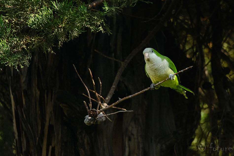 Munkpapagoi, Myiopsitta monachus, Monk Parakeet, Quaker, Grey-breasted, papagoi