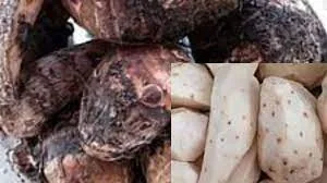 Wash and boil the cocoyam corms until soft.