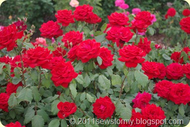 El Paso Rose Garden Red Roses