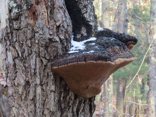 shelf fungus