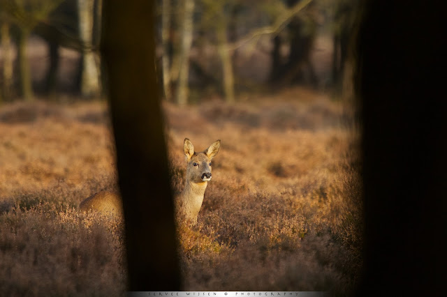 Ree - Roedeer -Capreolus capreolus