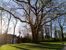 Coronawandeling stadsnatuur plataan