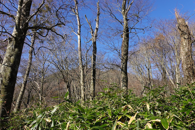 鳥取県日野郡江府町御机 新小屋峠登山道