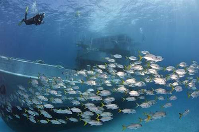 foto bawah laut kapal karam