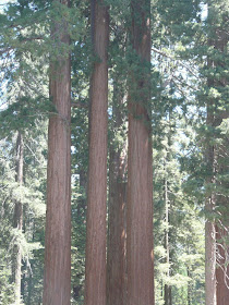 visite Sequoia National Park USA