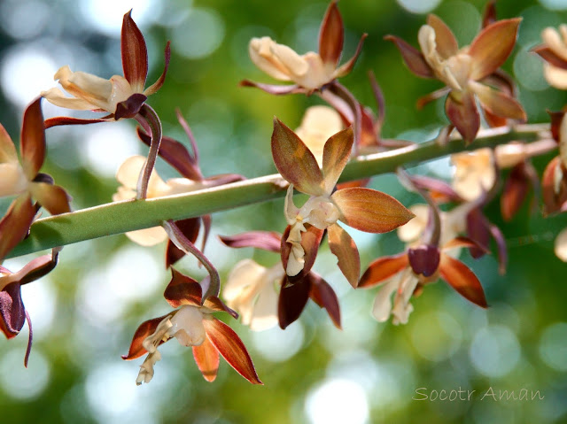 Calanthe discolor