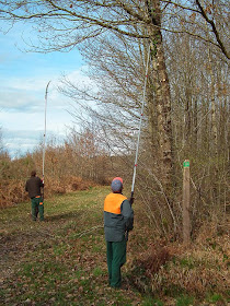 Foresters pruning the lower branches of trees managed for timber so they don't tangle.  Indre et Loire, France. Photographed by Susan Walter. Tour the Loire Valley with a classic car and a private guide.