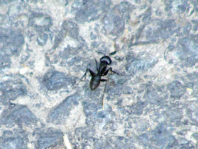 A carpenter ant worker Camponotus sp. Indre et Loire. Photo by Loire Valley Time Travel.