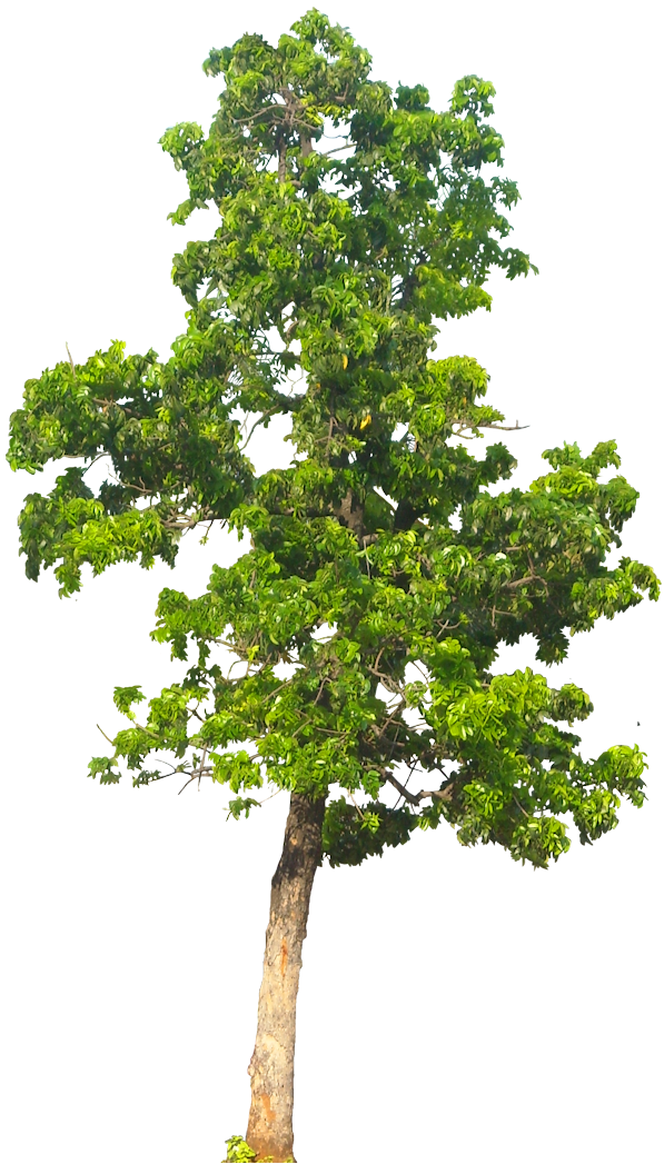 Pics For > Forest Tree Png