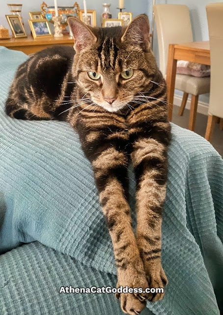 tabby cat hanging paws off the sofa
