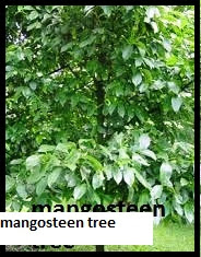 mangosteen tree