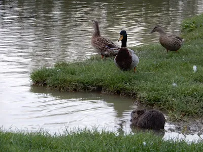 セッラヴァッレ公園内のカモとヌートリア