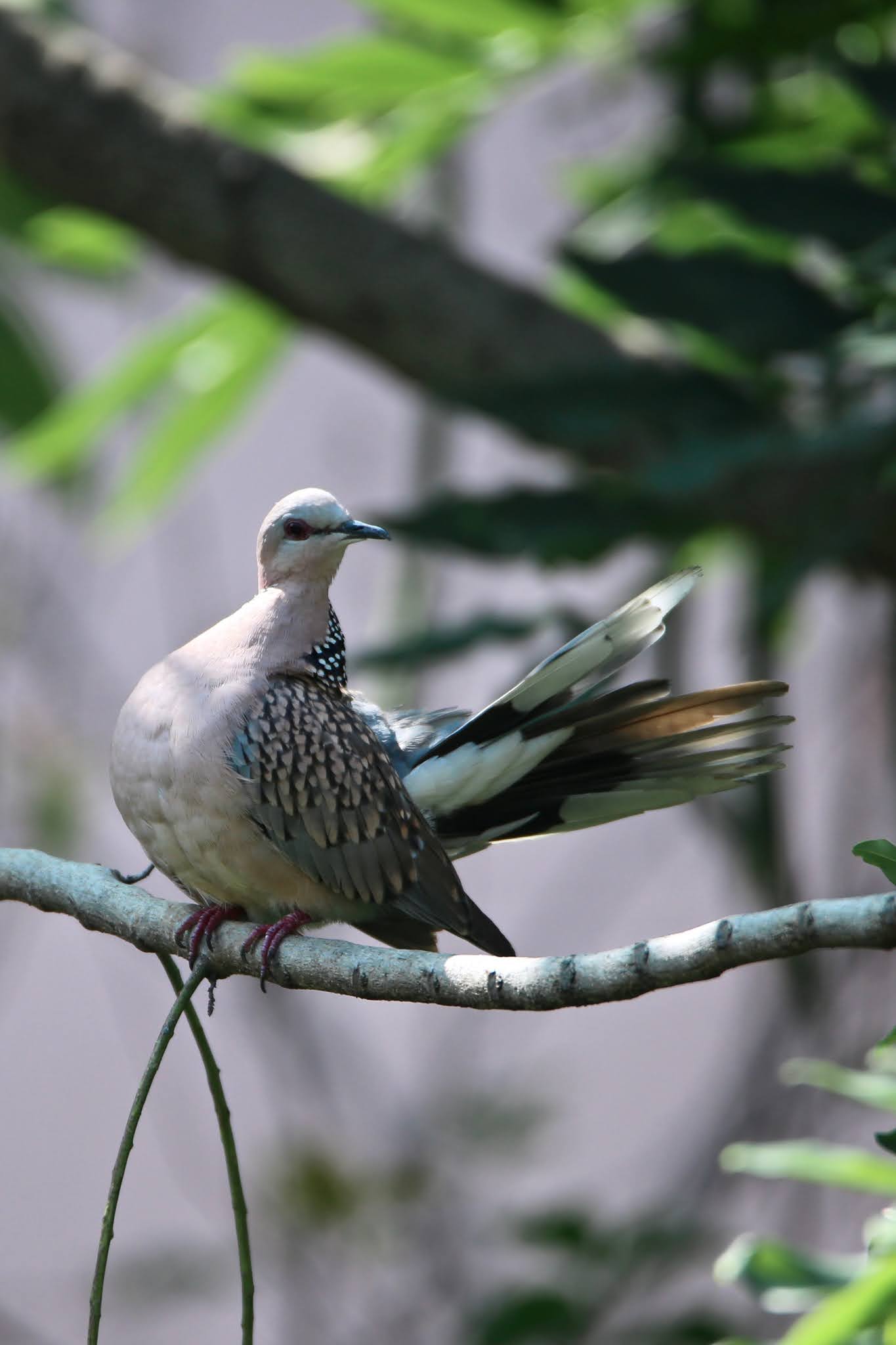 spotted dove large high resolution free