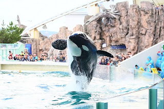 Killer whale show