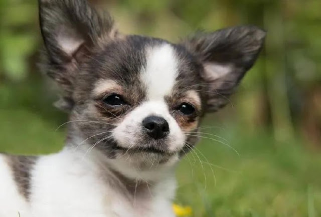 Bom Pro Cão - Chihuahua