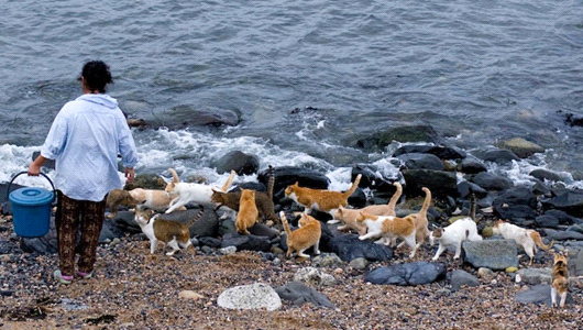 People in Cat Island Tashirojima Japan