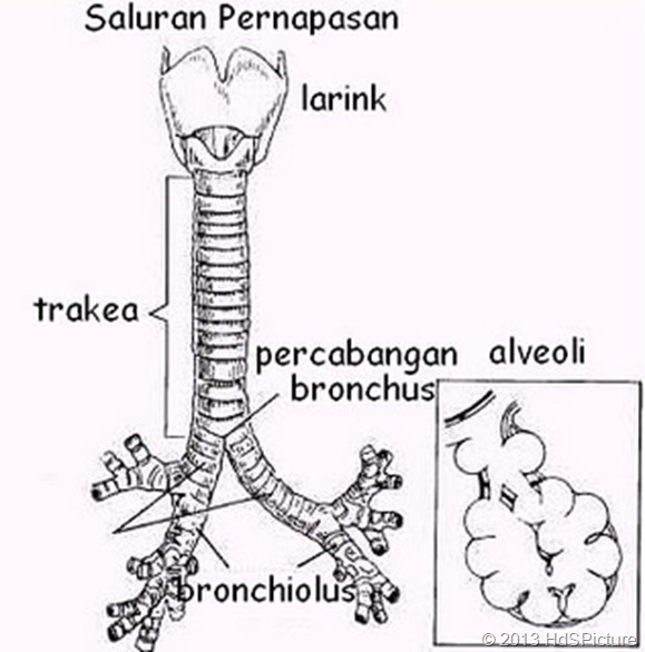 gambar laring, trakea, dan bronkus