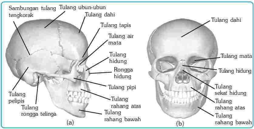 Materi IPA Kelas 8 Macam Macam Tulang Penyusun Rangka 