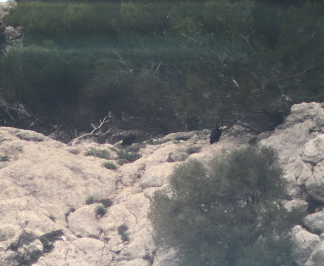 Black Vultures - Mirador Ma-10, Mallorca