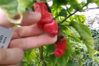 Jual Bibit Cabe Unik