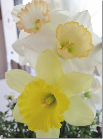 pink daffodils