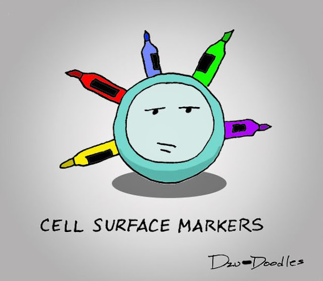 Cell Surface Markers Detection